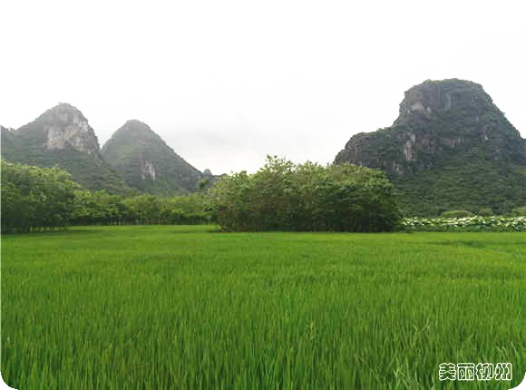 柳州周边游：美丽六兰休闲徒步