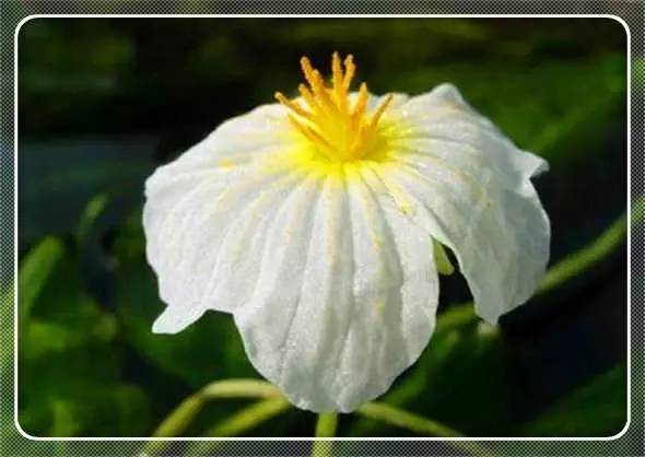 在百寿观赏中国特有环保植物：海菜花