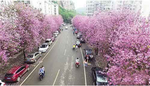 柳州周边游：柳州今年何时满城洋紫荆