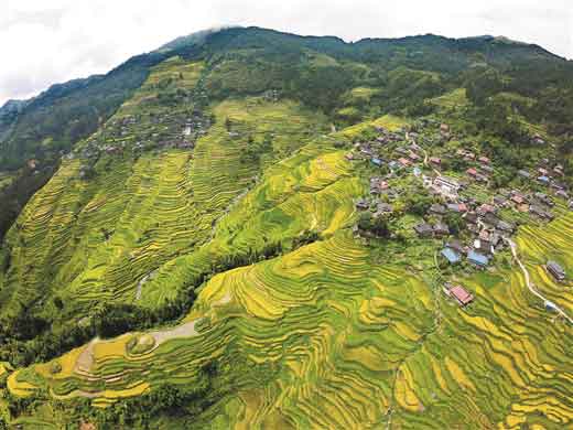 苗山又到丰收季