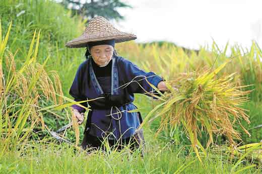 苗山又到丰收季